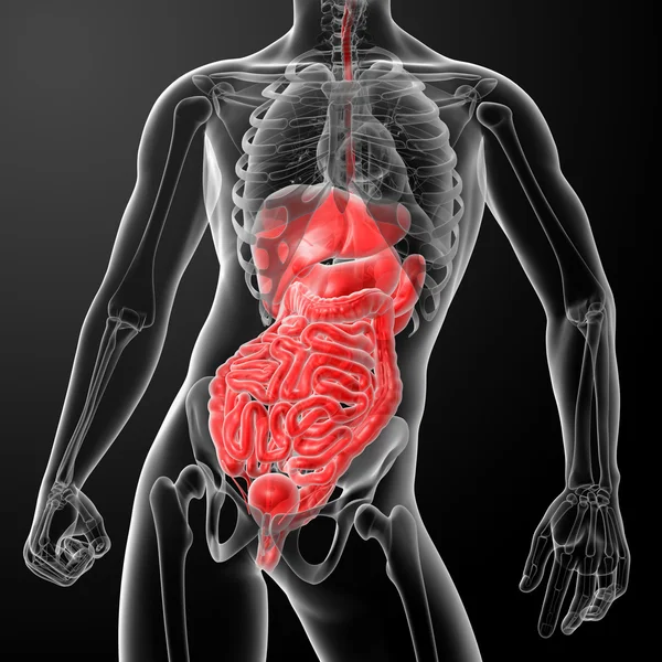 Menschliches Verdauungssystem — Stockfoto