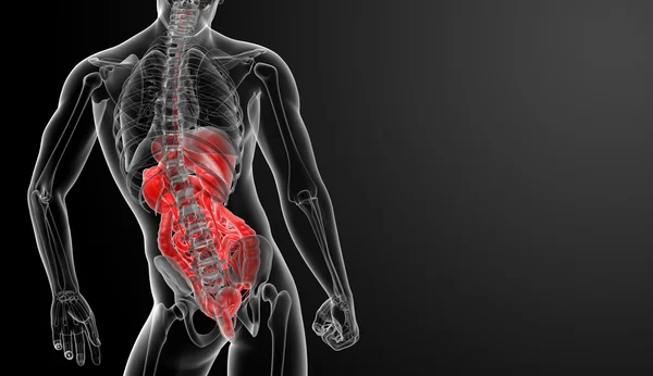 Sistema digestivo humano —  Fotos de Stock