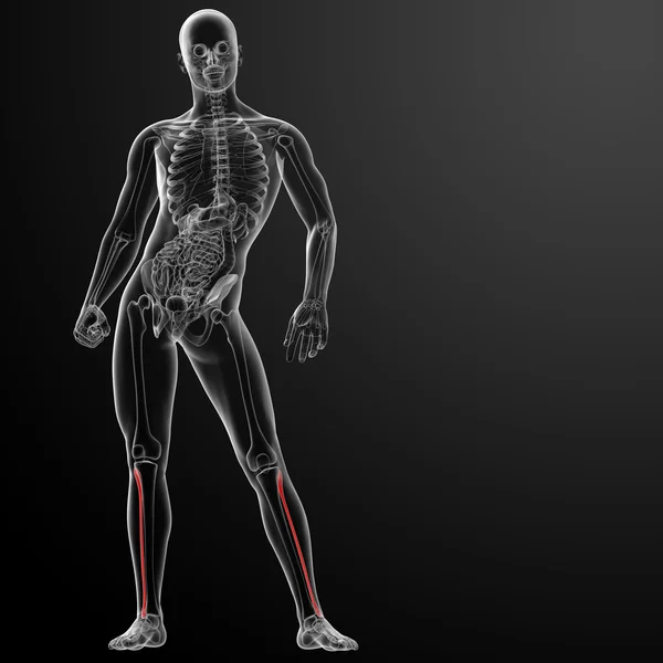 3d 渲染的图-腓骨3D τετηγμένα εικονογράφηση - περόνης — 图库照片