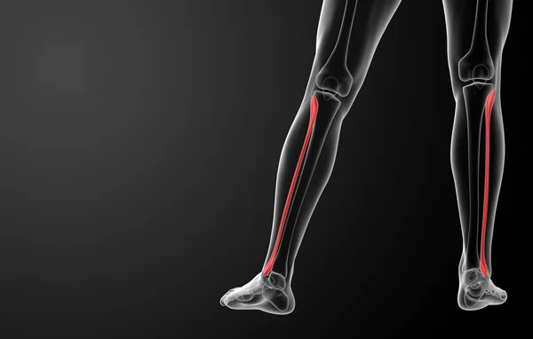 Ilustração renderizada 3d - fibular — Fotografia de Stock