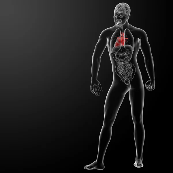 3d tornar anatomia do coração humano — Fotografia de Stock