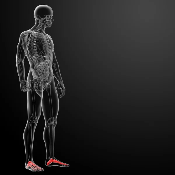 3d 渲染 x 射线的脚 — 图库照片