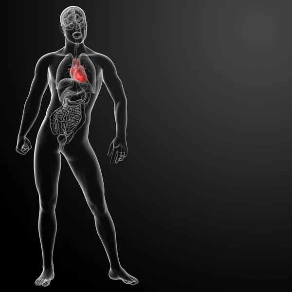 3d renderizar anatomía del corazón humano —  Fotos de Stock