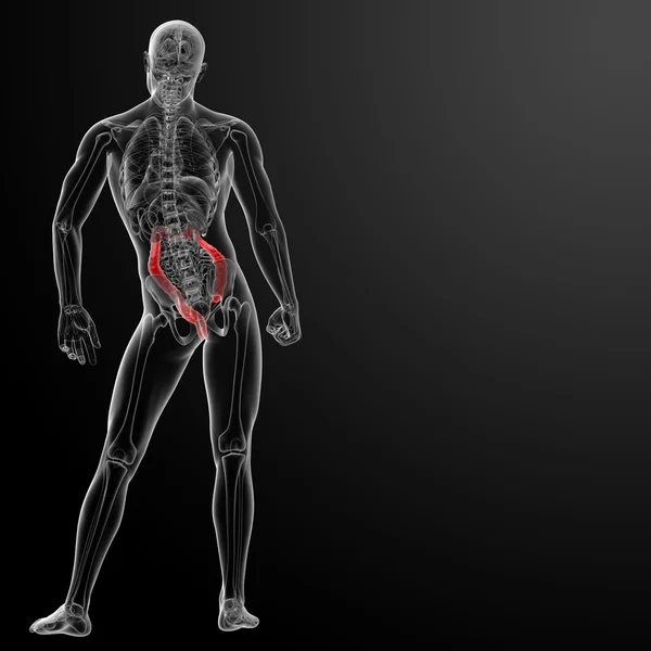3d render illustration of the human large intestine — Stock Photo, Image