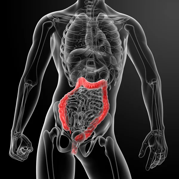 Illustration 3D du gros intestin humain — Photo