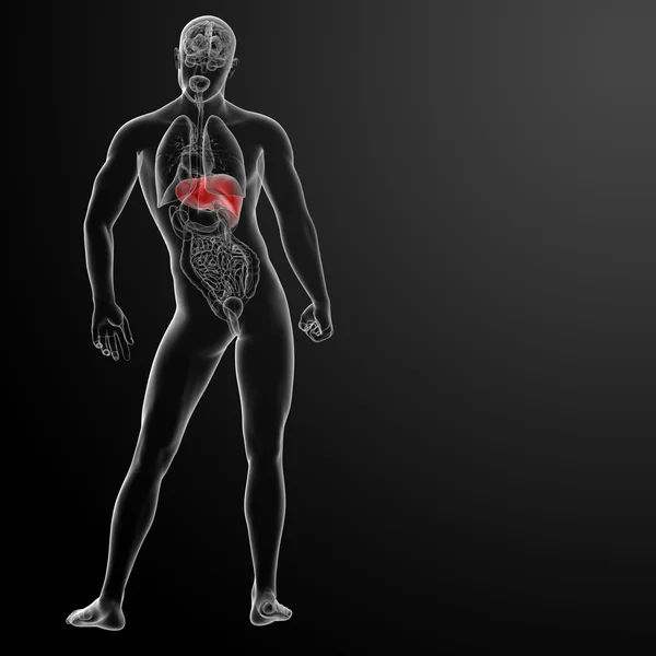 3D utsmält illustration av levern — Stockfoto