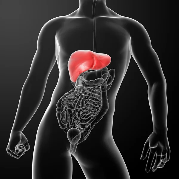 3d rendered illustration of the liver — Stock Photo, Image