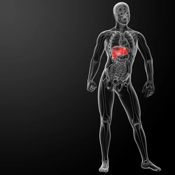 3d rendered illustration of the liver — Stock Photo, Image
