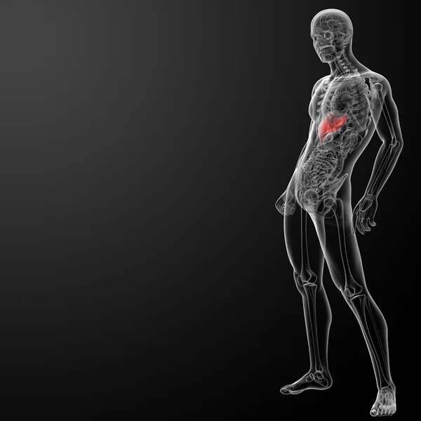 3D-gerenderde afbeelding van de lever — Stockfoto
