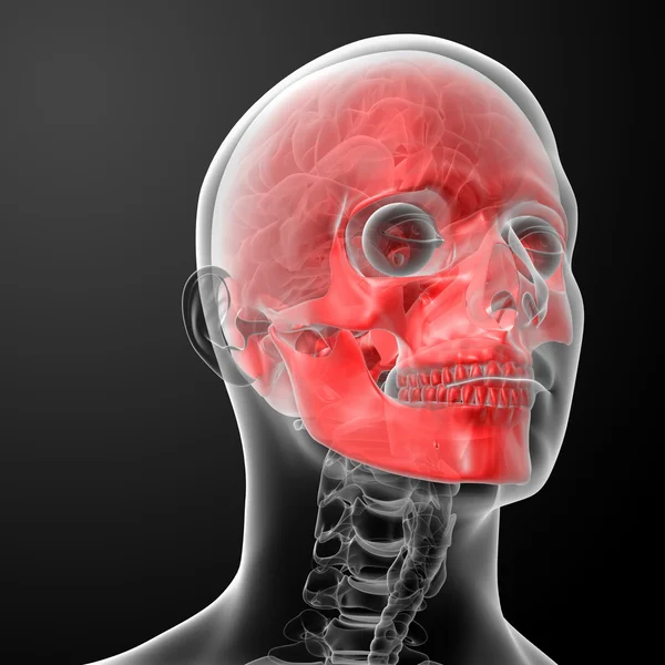 3d renderizar anatomia do crânio humano — Fotografia de Stock