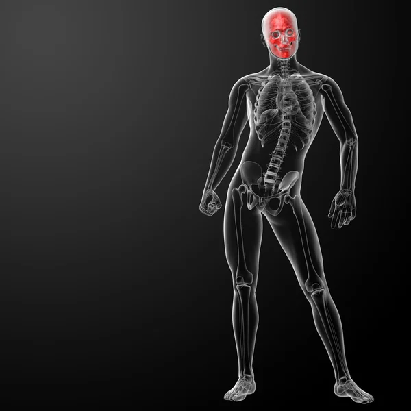 3d renderizar anatomía del cráneo humano — Foto de Stock