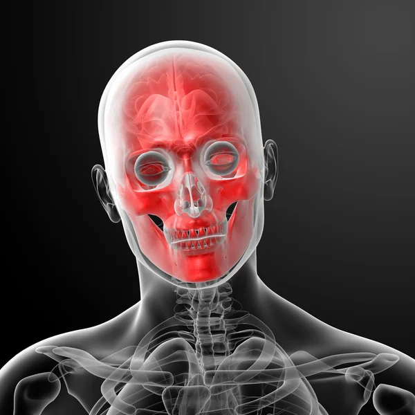 3D render insan kafatası anatomisi — Stok fotoğraf