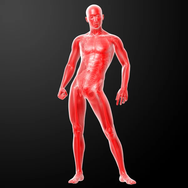 3D-Darstellung menschlicher Anatomie — Stockfoto