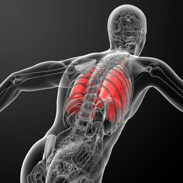 Mänskliga andningsorganen i röntgen — Stockfoto