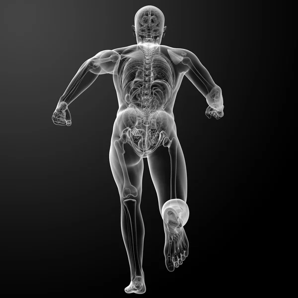 由 x 射线运行人体解剖学 — 图库照片