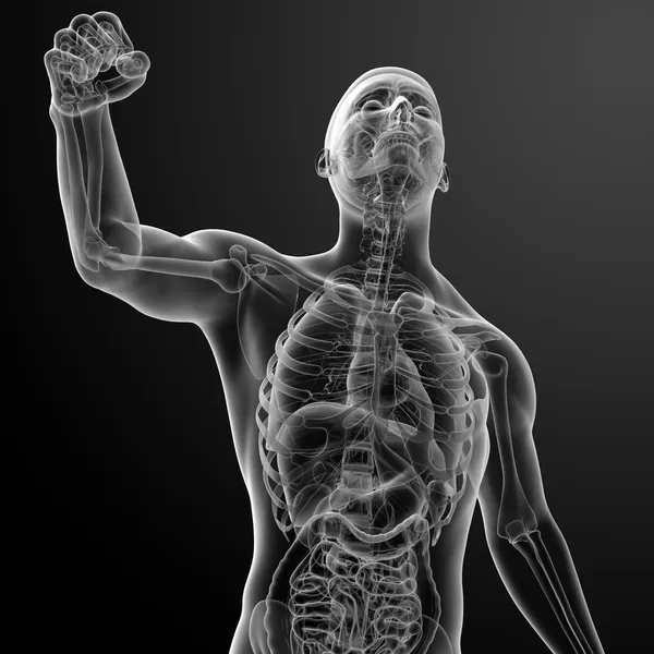 Menselijke anatomie uitgevoerd door x-stralen — Stockfoto