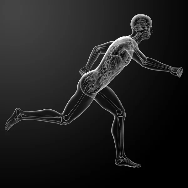 Kör människans anatomi av röntgen — Stockfoto