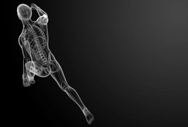 Рентгеновская анатомия человека — стоковое фото