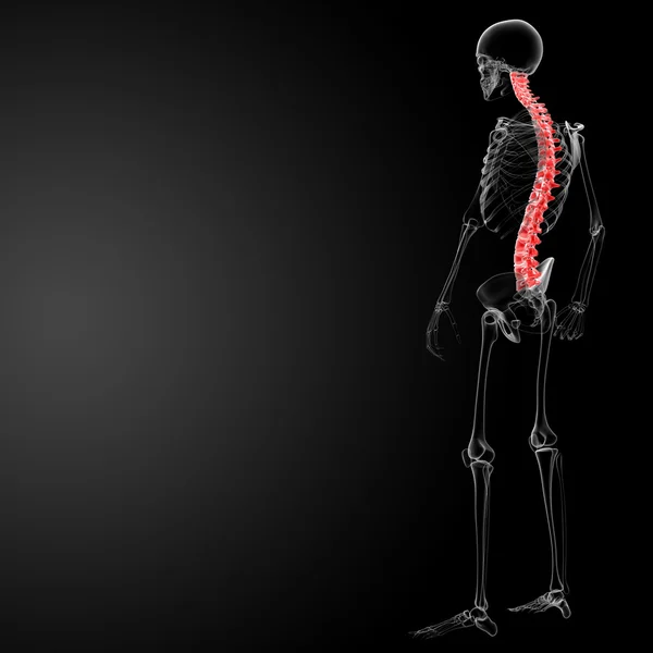 3D render menselijke wervelkolom anatomie — Stockfoto