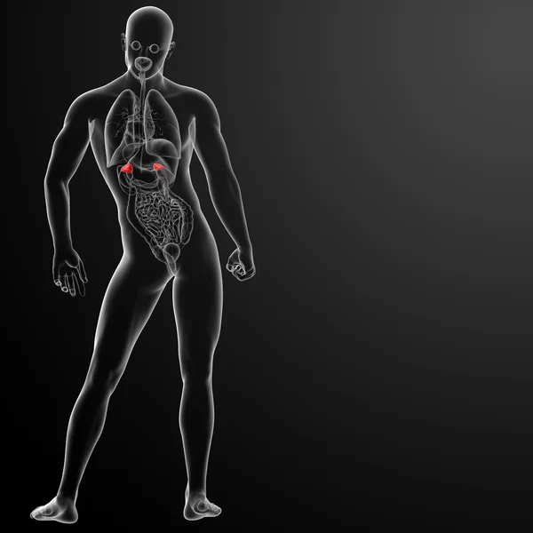 3d renderizar a anatomia adrenal — Fotografia de Stock