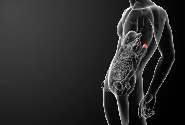 3d render adrenal anatomy — Stock Photo, Image