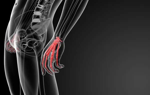 3D rendern skelettierte Hand — Stockfoto