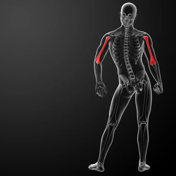 3D kości ramiennej świadczonych — Zdjęcie stockowe