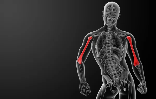 Трехмерная кость плечевой кости — стоковое фото