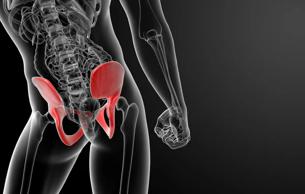 3D render pelvis röntgenleri altında