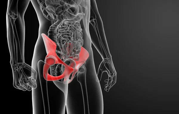 3D render pelvis röntgenleri altında
