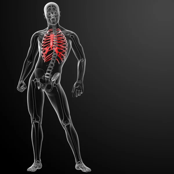 3D-återgivning illustration av bröstkorgen — Stockfoto