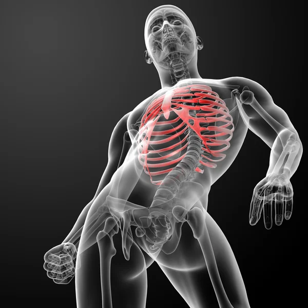 Göğüs kafesi 3D render gösteren resim — Stok fotoğraf