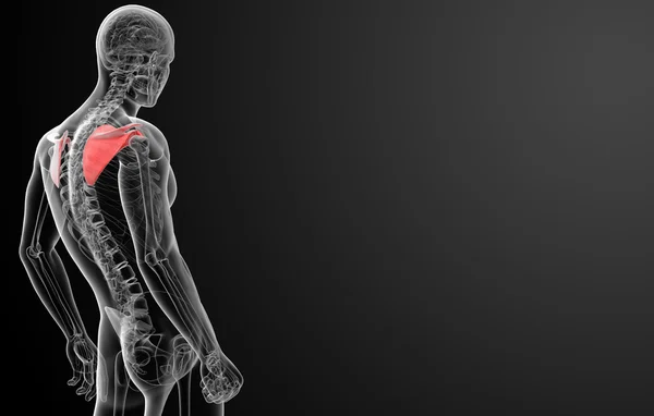 3 d レンダリング図肩甲骨の骨 — ストック写真