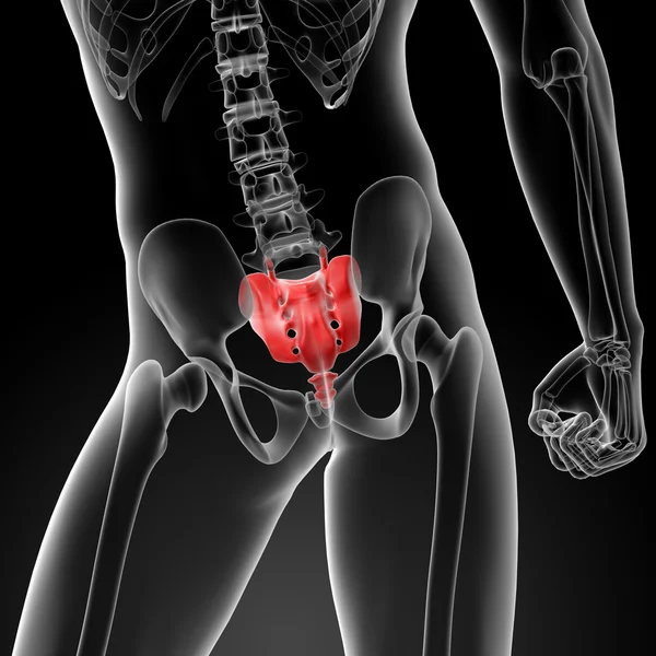 3d 渲染图骶骨骨 — 图库照片