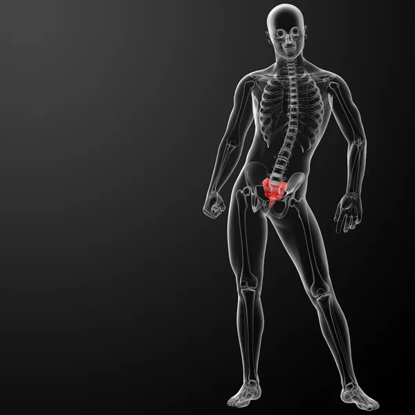3d візуалізація ілюстрації крижової кістки — стокове фото
