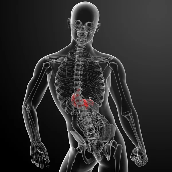 Sistema digestivo humano estómago —  Fotos de Stock