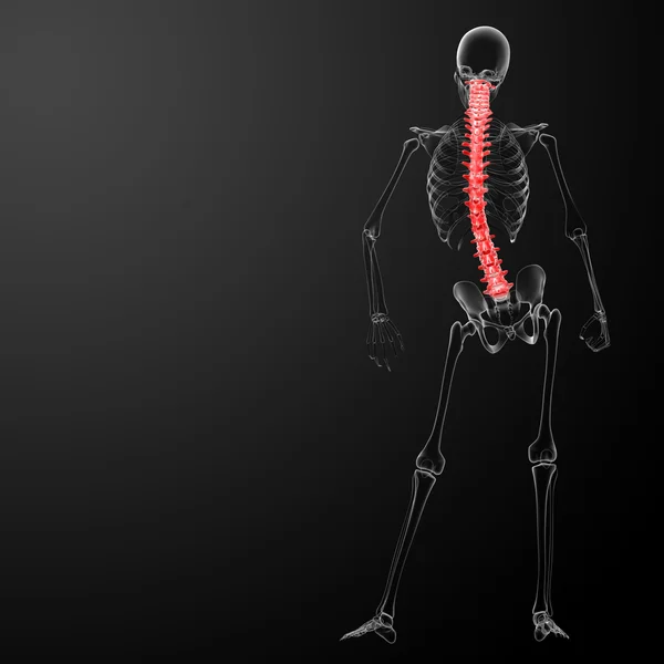 3D render insan omurga anatomisi — Stok fotoğraf