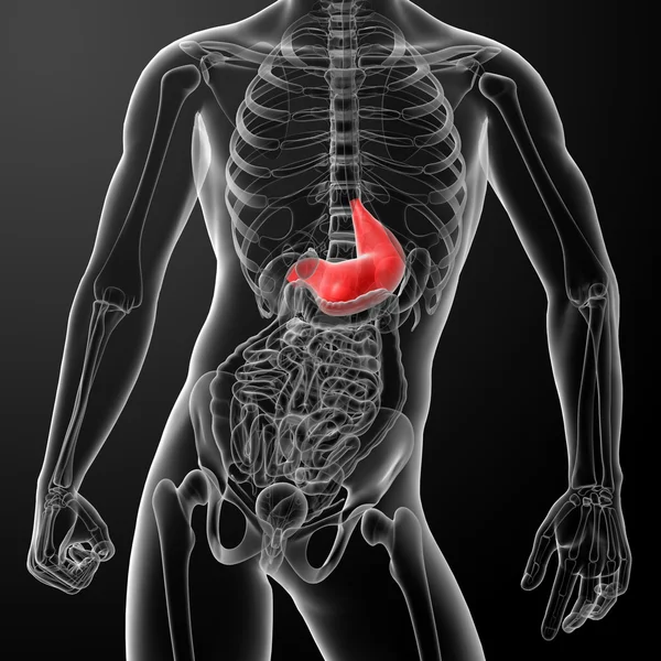 人体消化系统的胃 — 图库照片