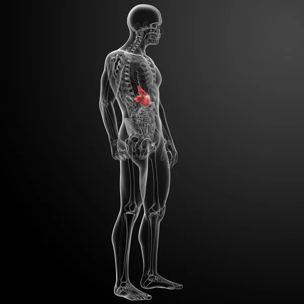 Stomacul sistemului digestiv uman — Fotografie, imagine de stoc