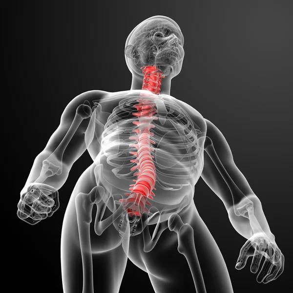 3 d レンダリング人間の背骨の解剖学 — ストック写真