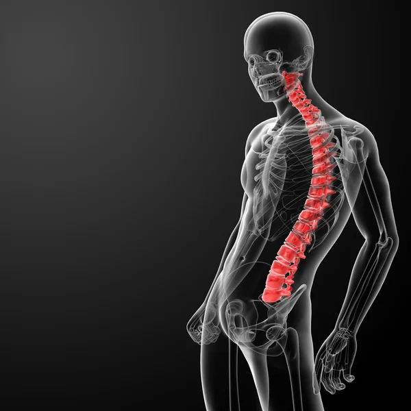3d renderizar anatomía de la columna vertebral humana - vista lateral — Foto de Stock