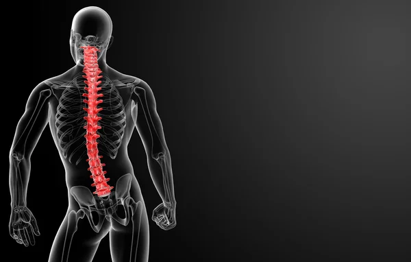 3d render Human Spine Anatomy - back view — Stock Photo, Image