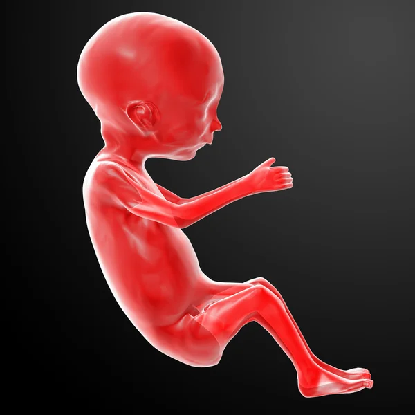 Human fetus — Stock Photo, Image