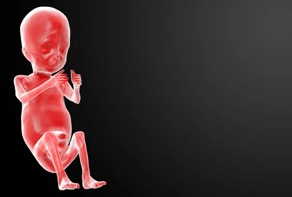 Menselijke foetus — Stockfoto