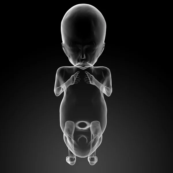 Foetus humain — Photo