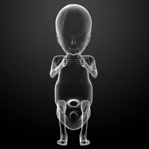 Menselijke foetus — Stockfoto