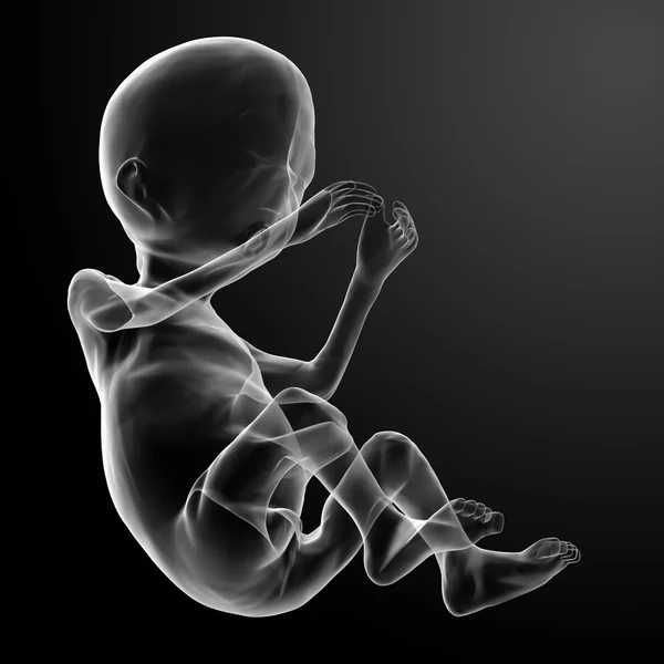 Menselijke foetus — Stockfoto