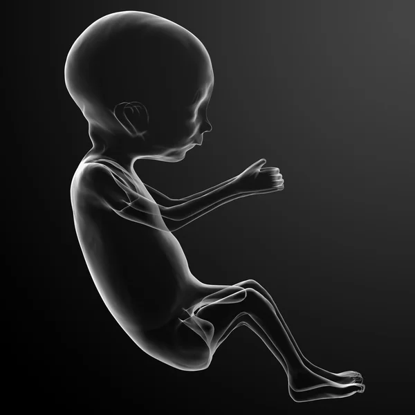 Human fetus — Stock Photo, Image