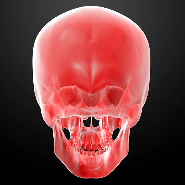 Red skull — Stock Photo, Image