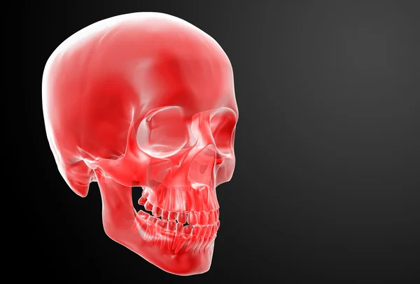 Red skull — Stock Photo, Image